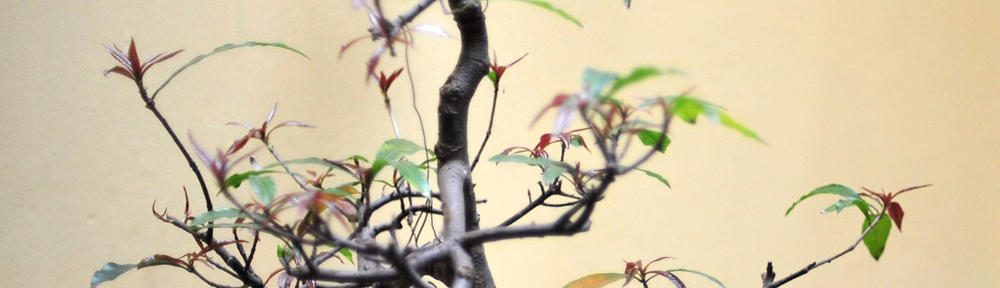 In a galaxy… far far away